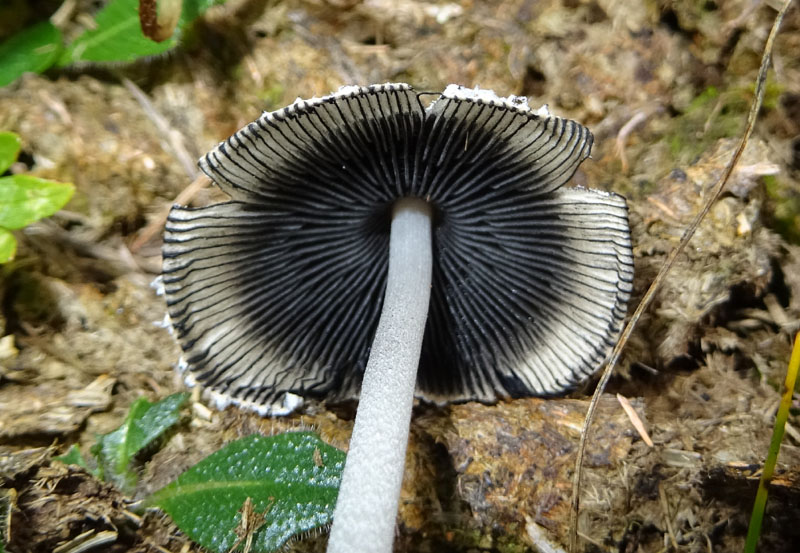 Coprinopsis nivea